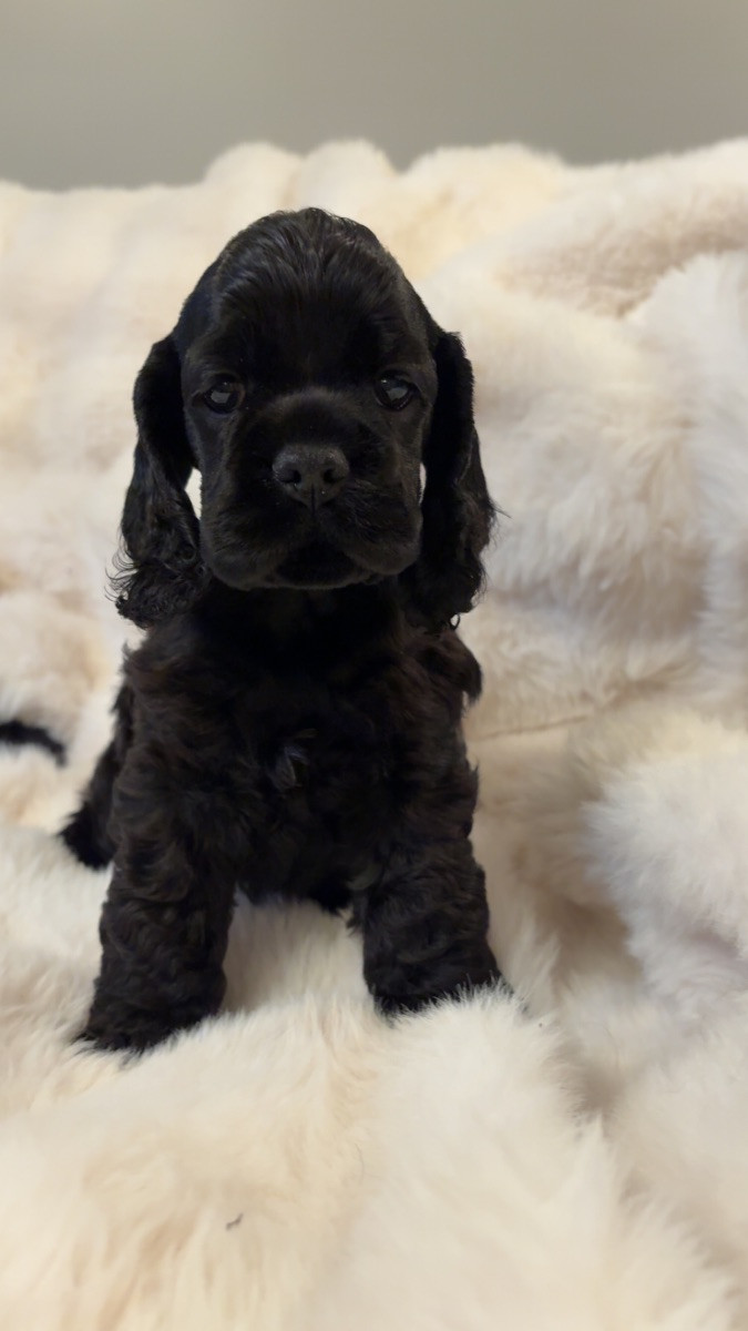 American Cocker Spaniel