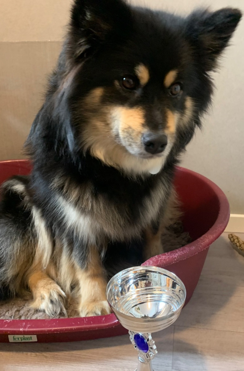 Vita Viddens kennel