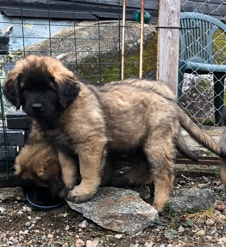 Järnslund’s kennel