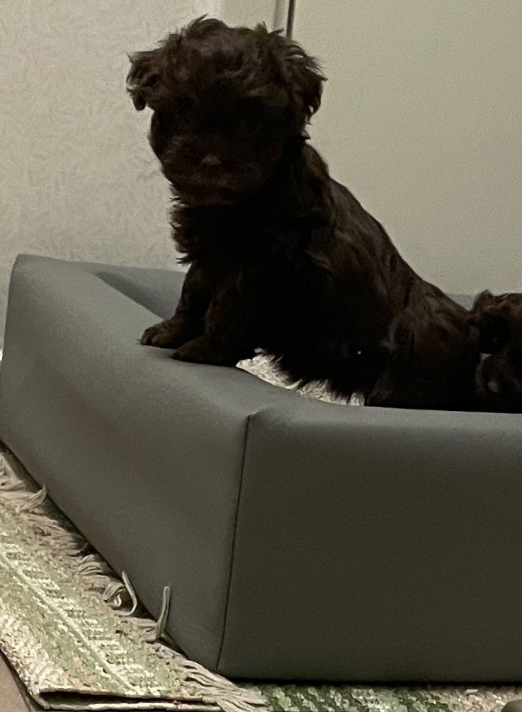 Russian Tsvetnaya Bolonka