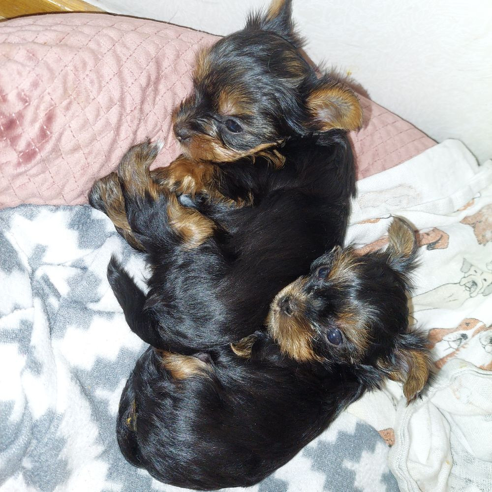 DochD