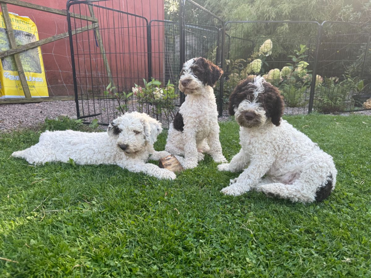 Spanish Water Dog (Perro de Agua Espanol)