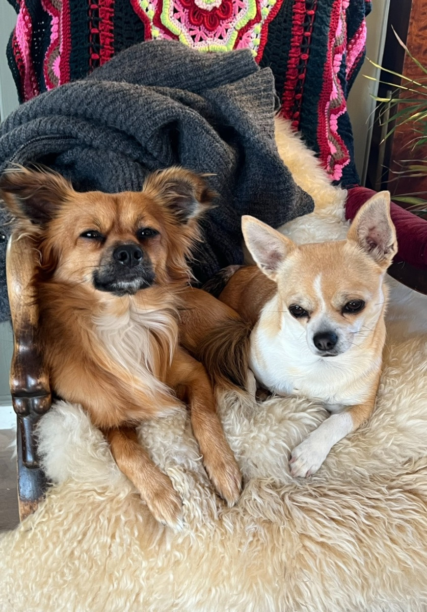 Chihuahua/Papillon · 2025-11-03 · Sandöverken · Carina B.