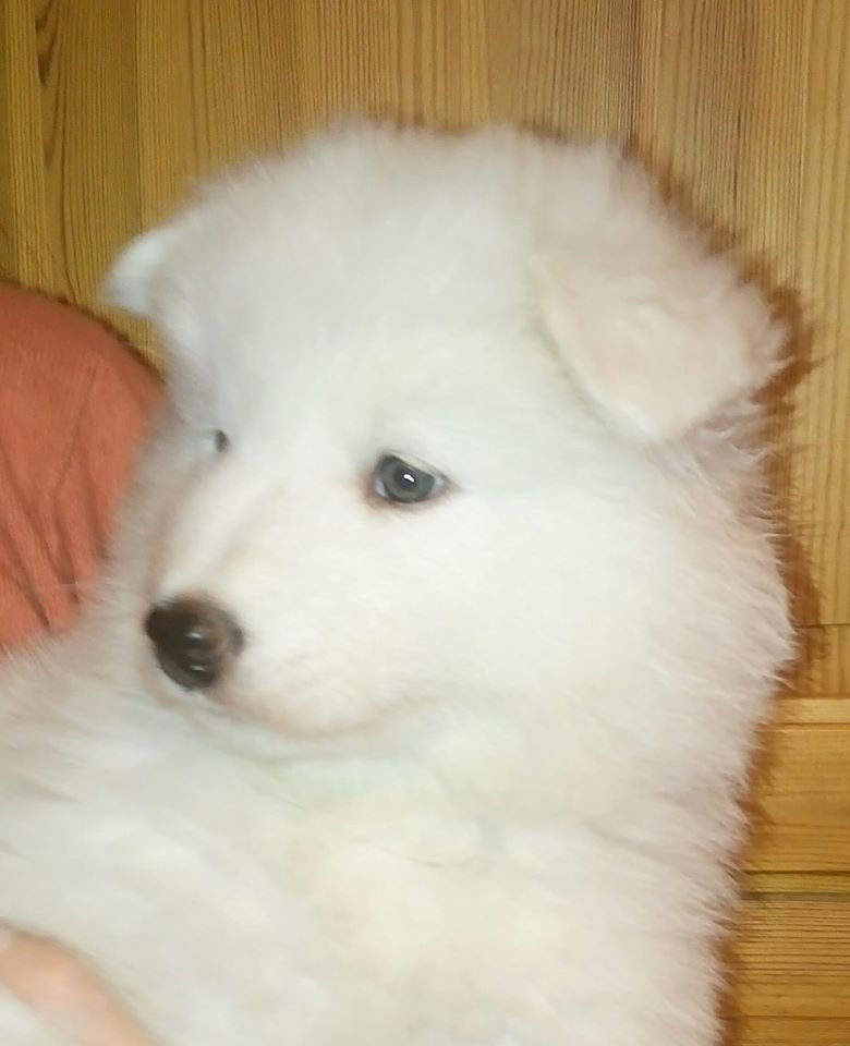 Samoyed