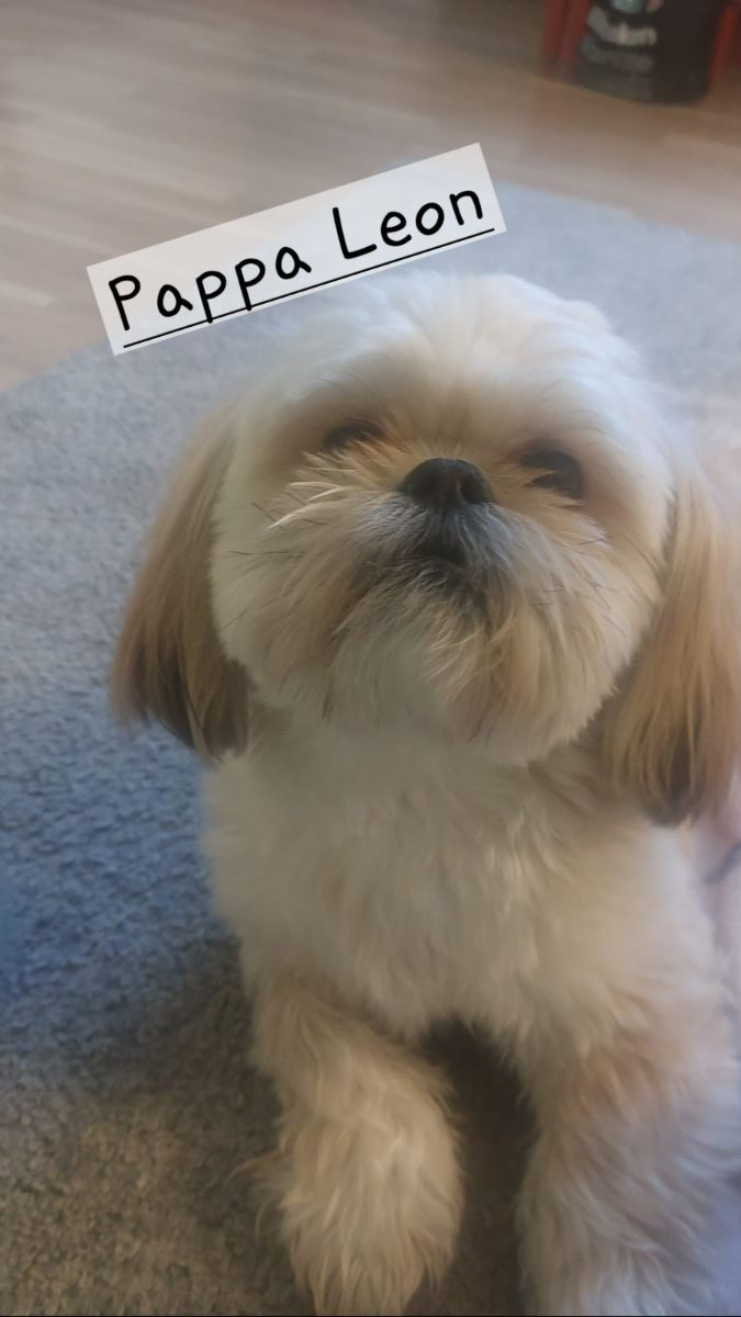 Shih Tzu