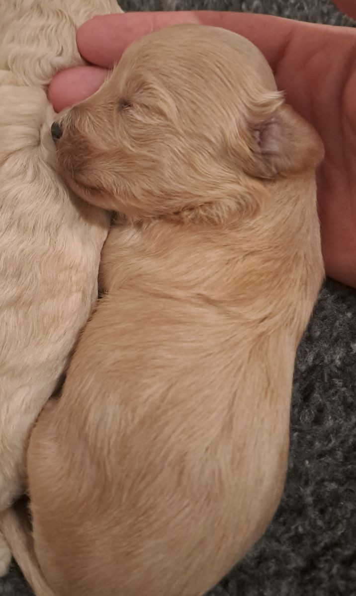 Maltipoo