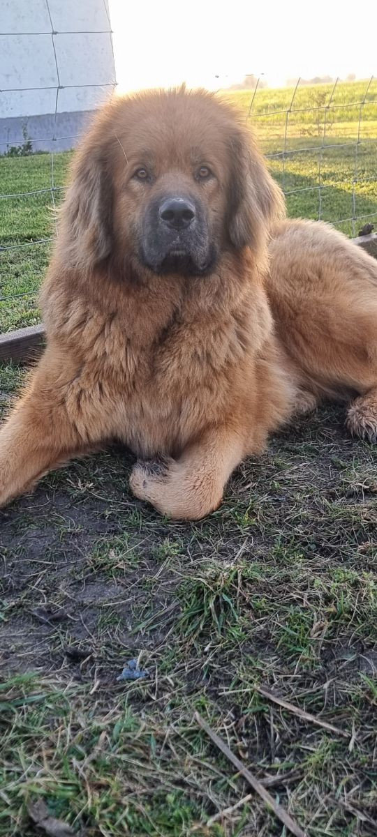 Kaukasisk ovcharka/tibetansk mastiff · 2025-10-21 · Klagstorp · Vincent S.