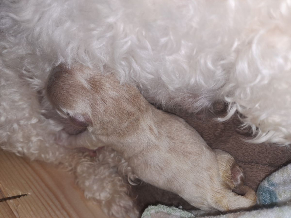 Maltipoo