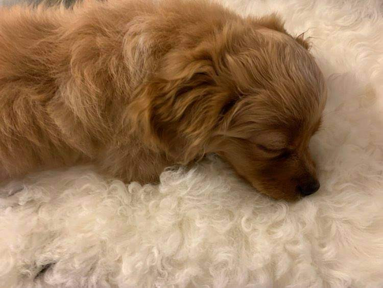 Pekingese mix