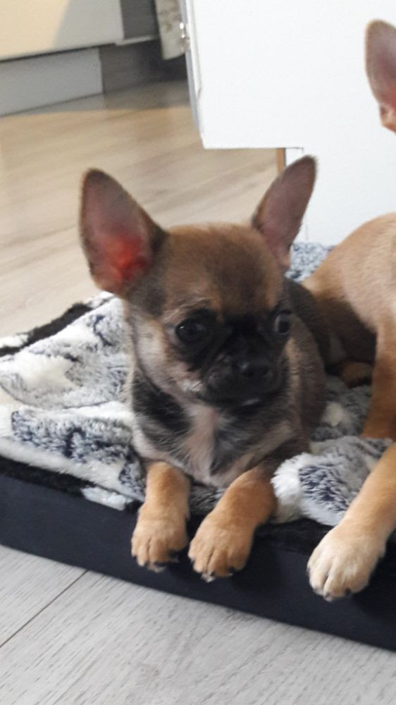 Chihuahua