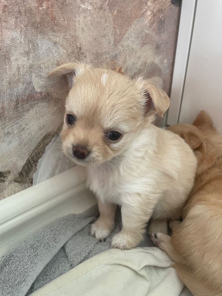Chihuahua