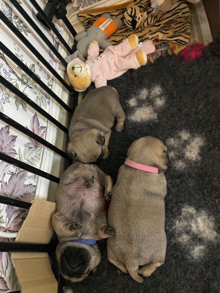 Pug