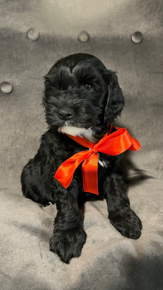 Labradoodle · 2025-11-03 · Blackstad · Christina A.