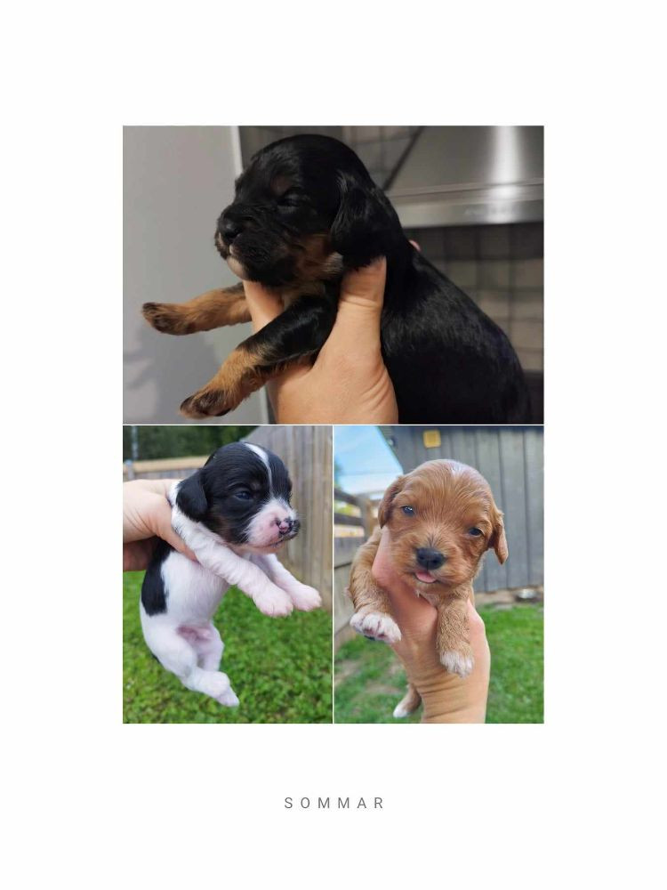 Hjortkvarns Cavapoo