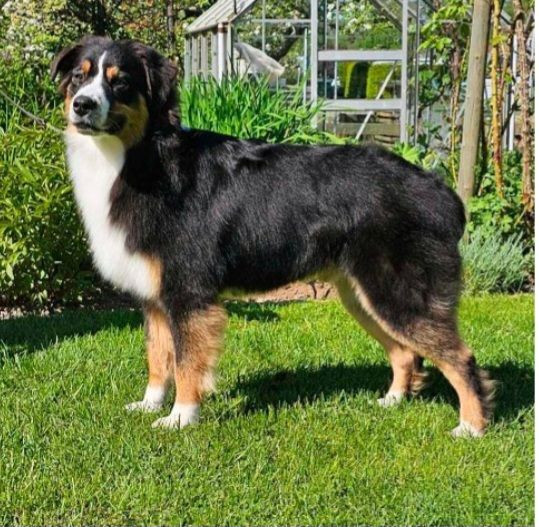 Australian Shepherd