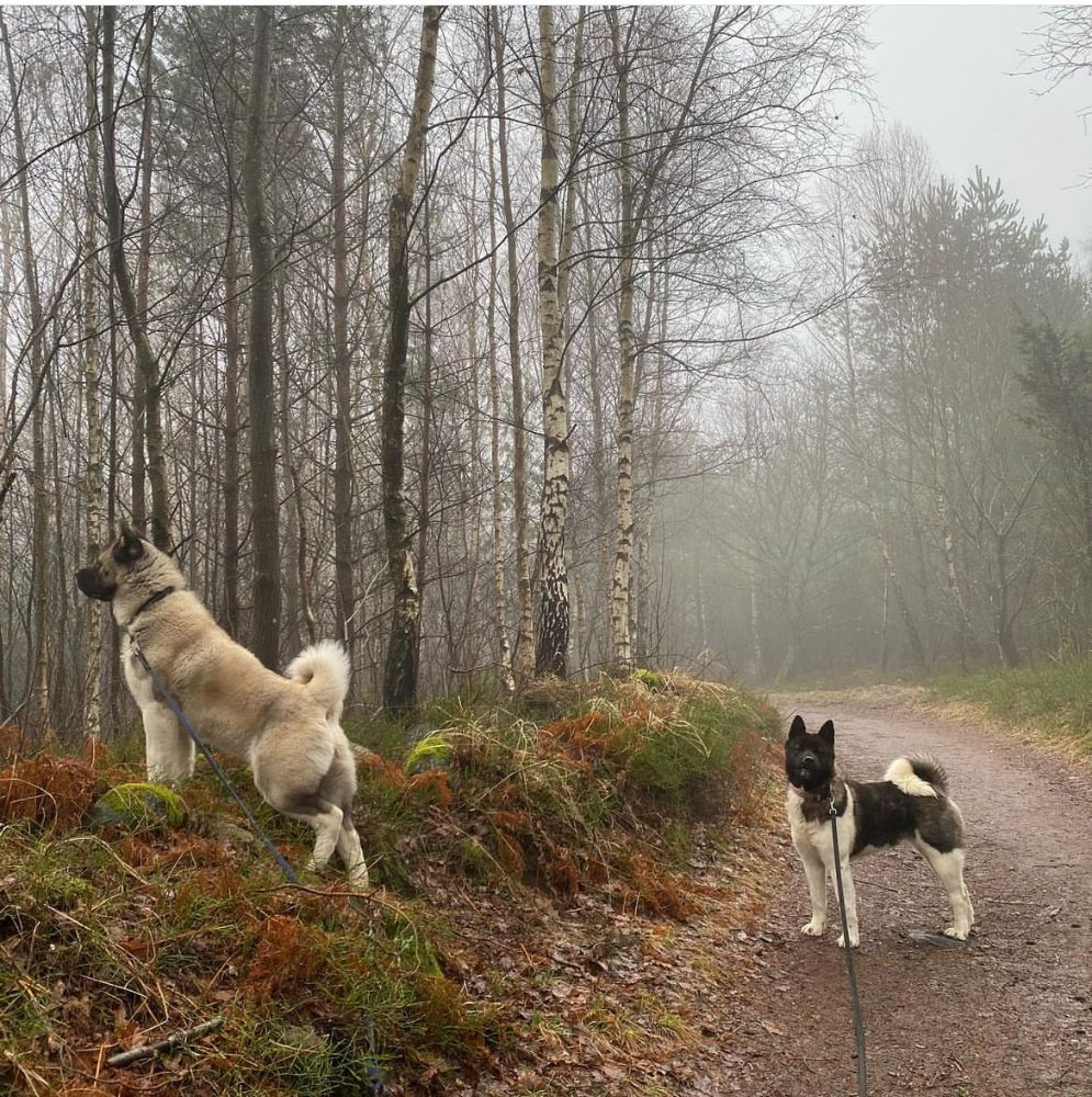 Huses Akita