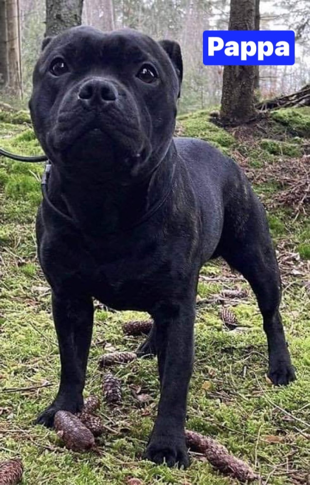 Staffordshire Bull Terrier