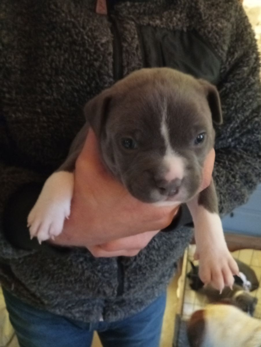 Amstaff/bully pocket · 2025-11-10 · Vingåker · Mikael N.