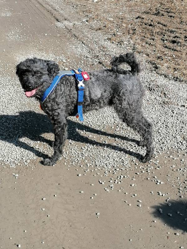 Hjortkvarns Cavapoo