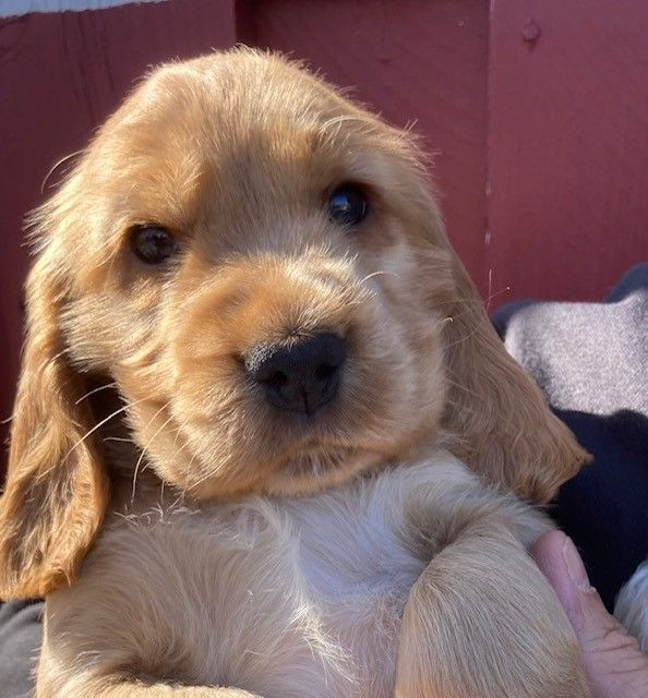 Cocker Spaniel