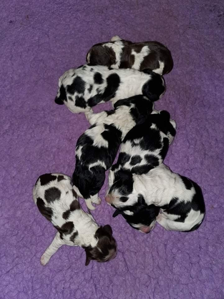 Kennel Larix