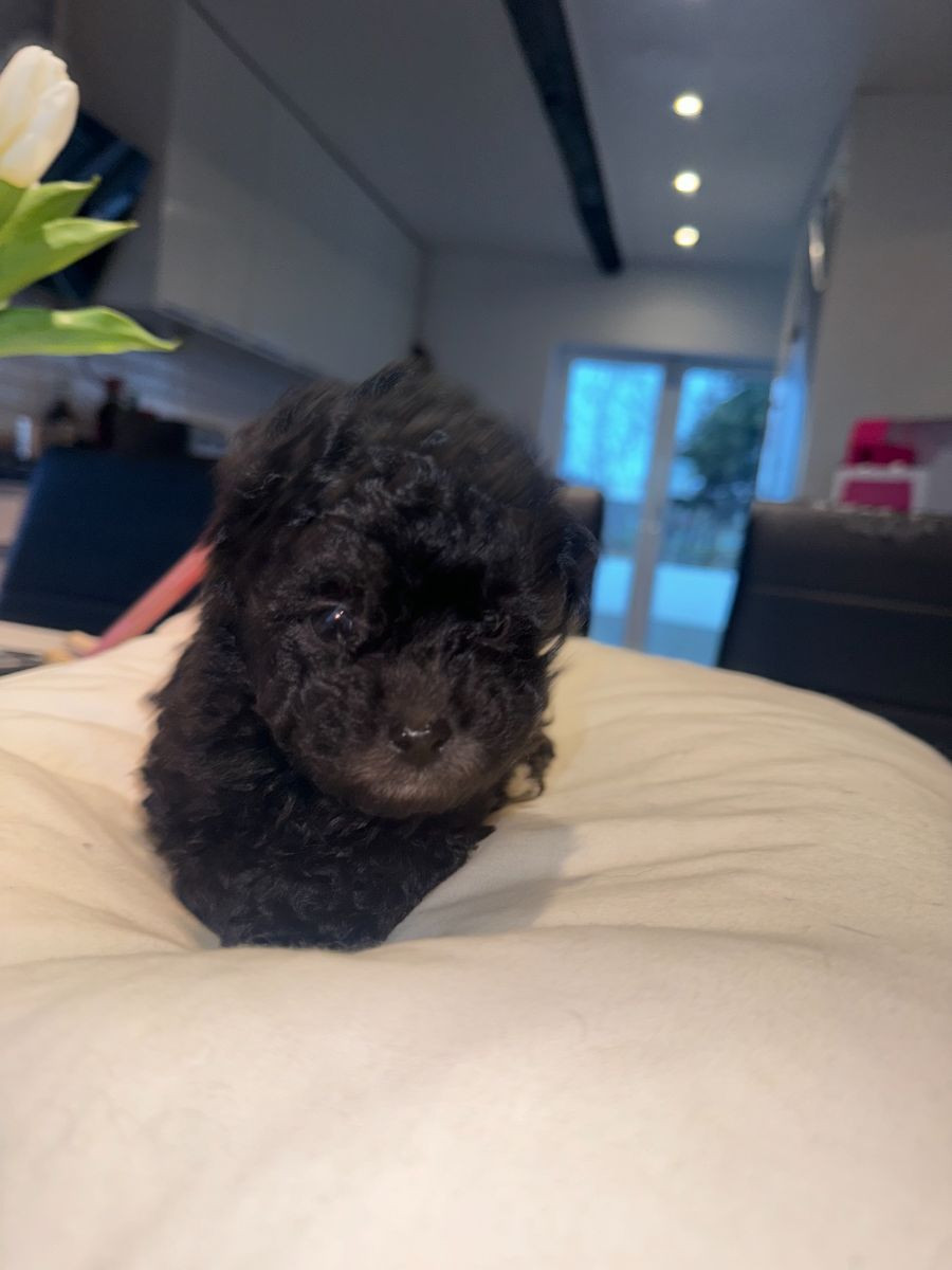 Dvärgpudel och Pomeranian · 2025-11-07 · Blentarp · Hagalunds Gård