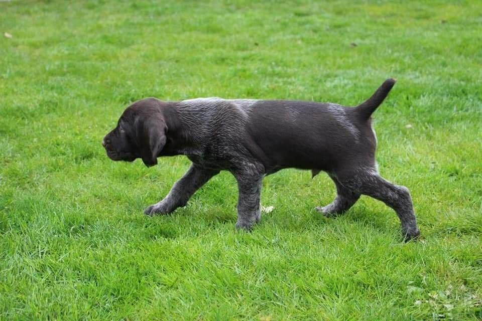 German Shorthaired Pointer (Vorsteh)