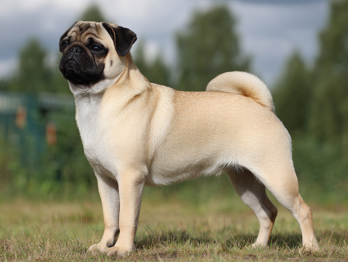 Pug
