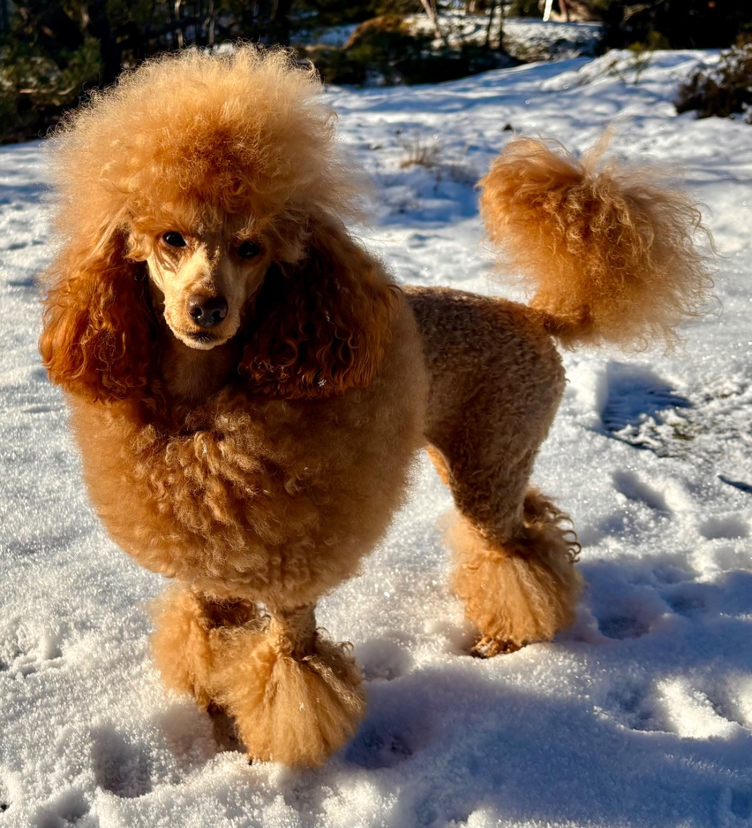 Miniature Poodle · 2025-12-24 · Stockholm · Jessica W.