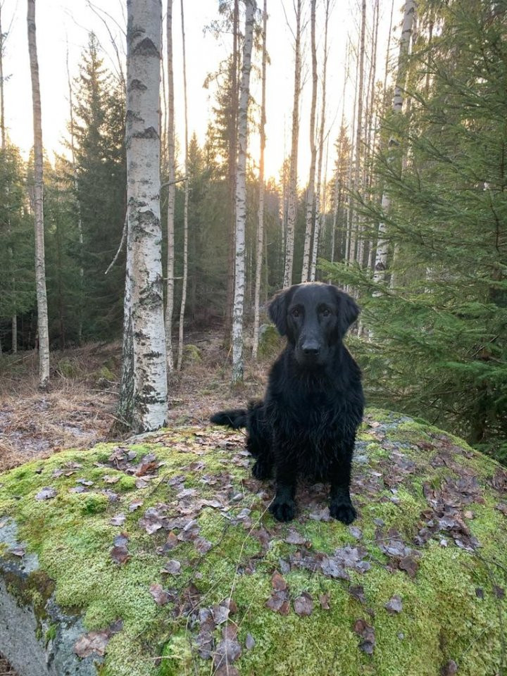 Flat Coated Retriever