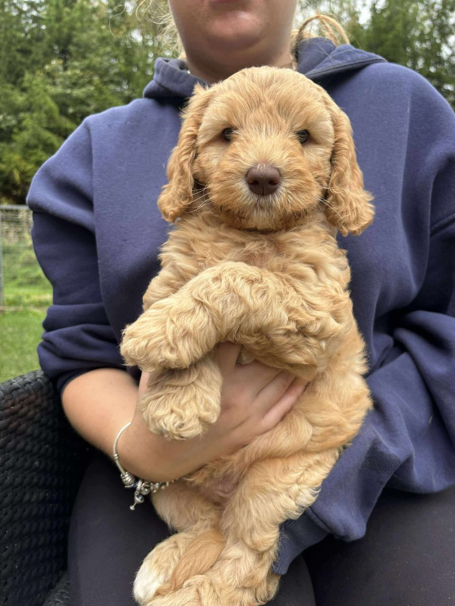 Truffelnose
