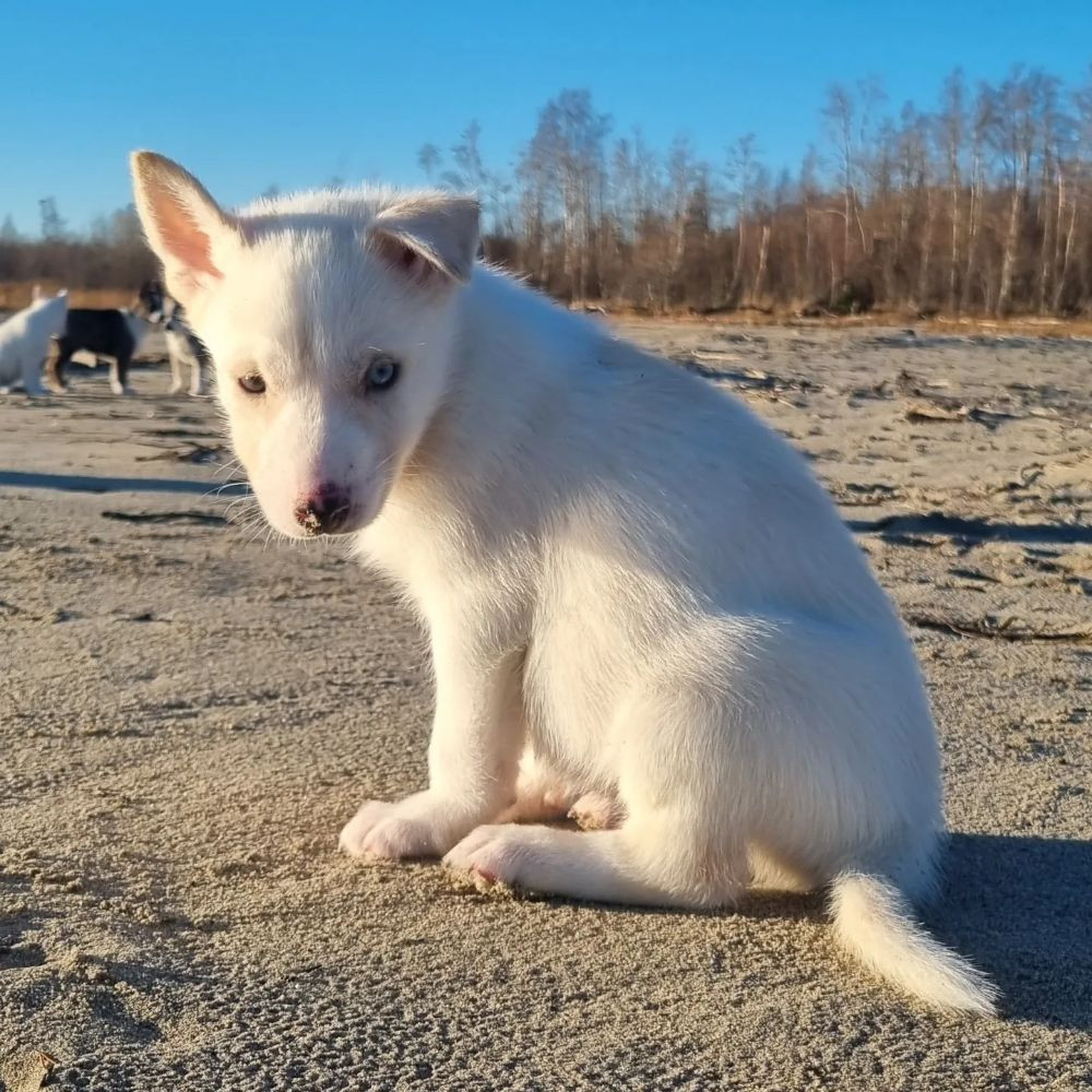 Siberian husky