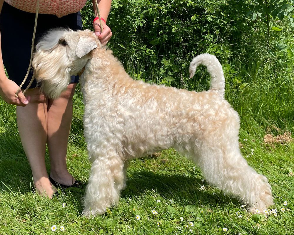 Irish Soft Coated Wheaten Terrier