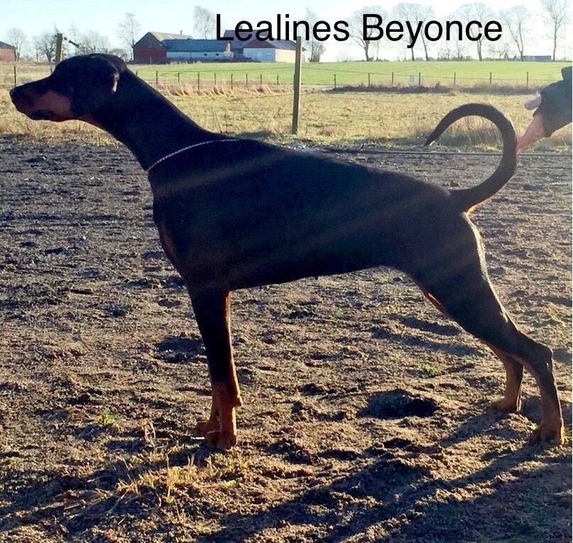 Lealines