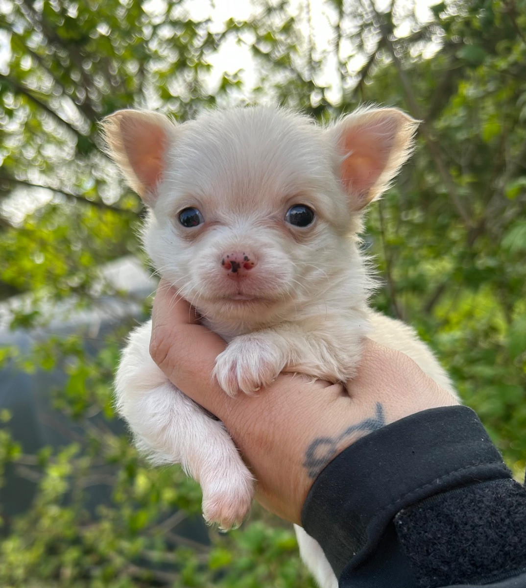 Valp