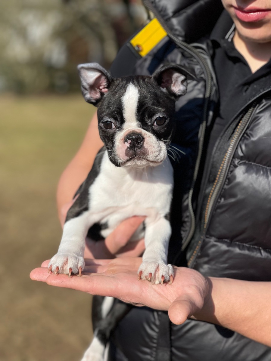 Bostonterrier