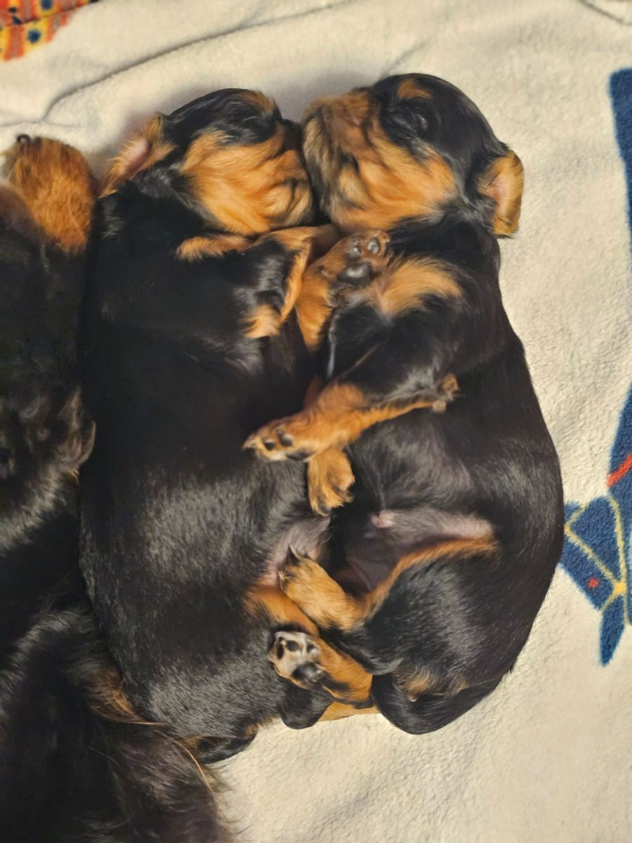 King Charles Spaniel