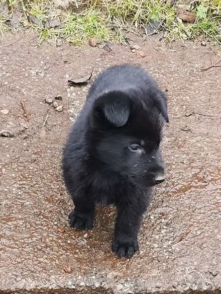 Kennel Snibor Anzi