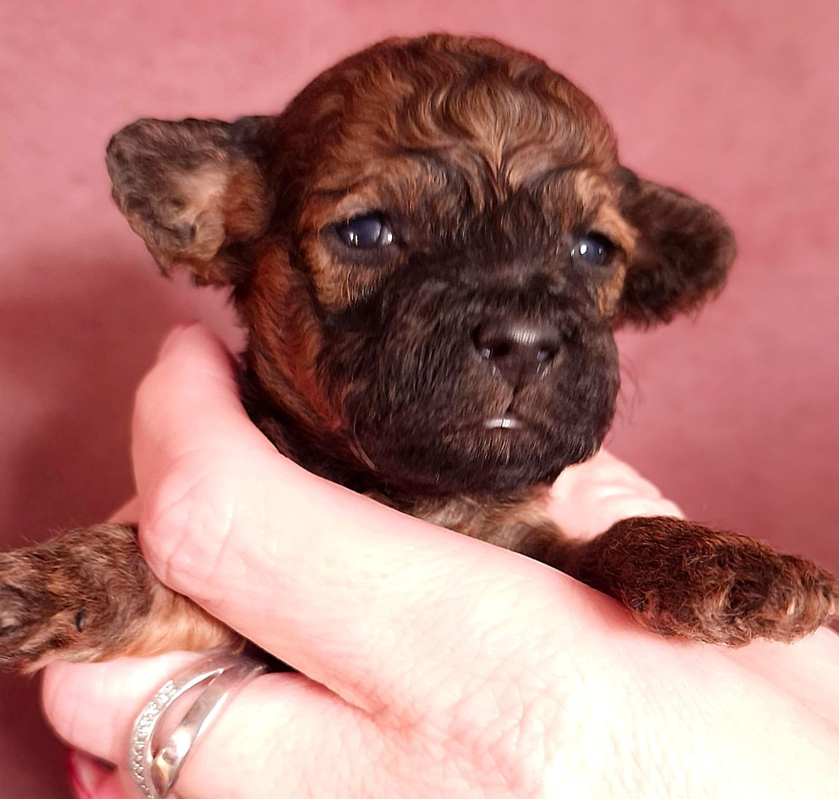 Shitzu Pudel · 2025-12-14 · Påarp · Jonas R.