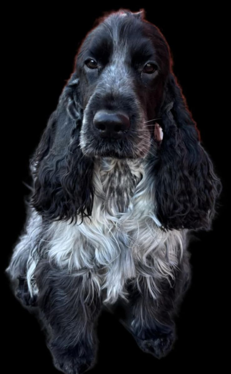 SR