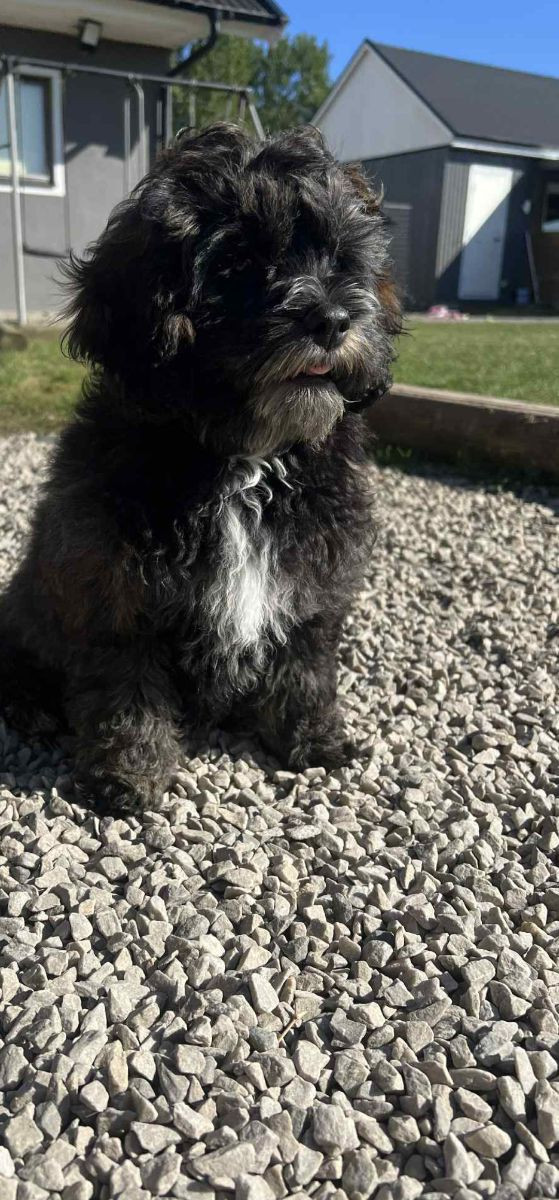 Cockerpoo