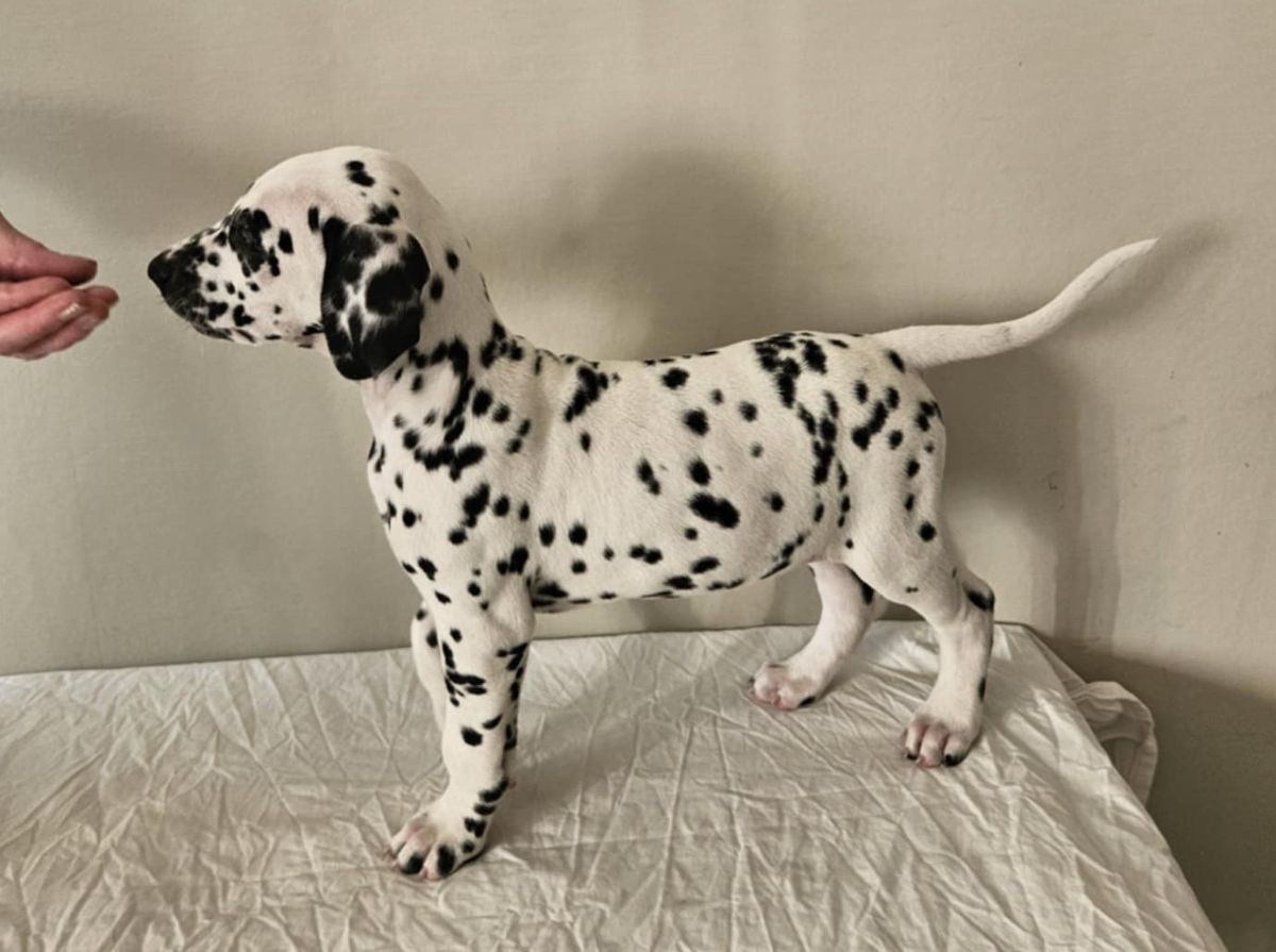 Dalmatian