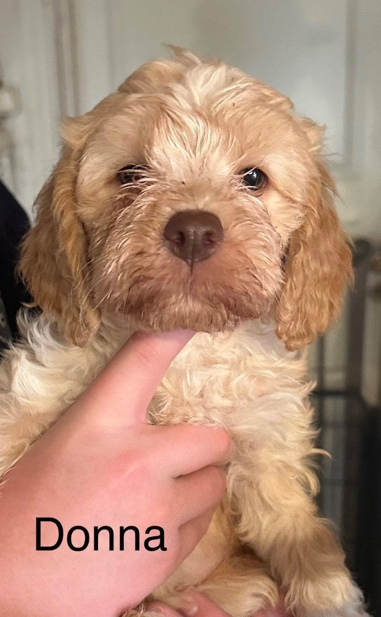 Lagotto Romagnolo