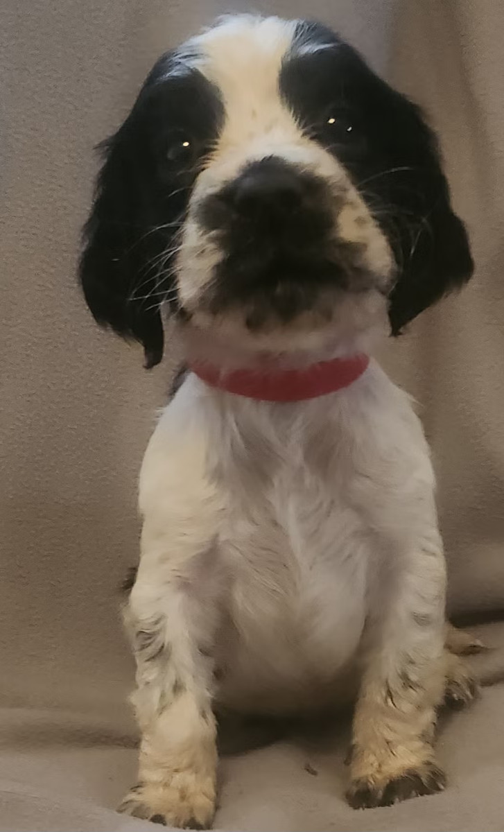 English Springer Spaniel