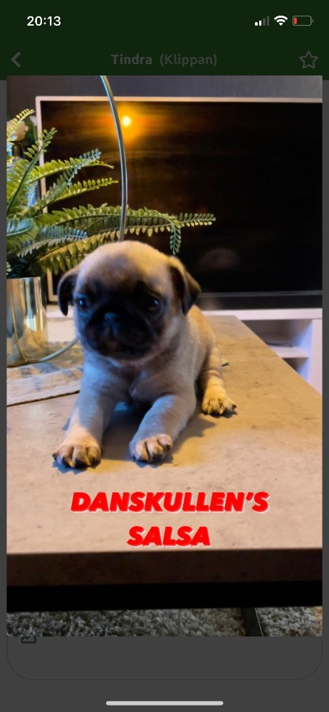 Danskullen