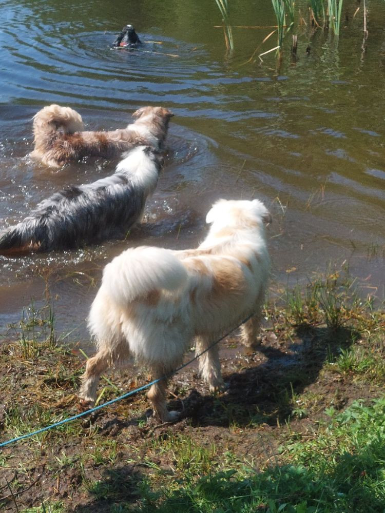 Australian shepherd