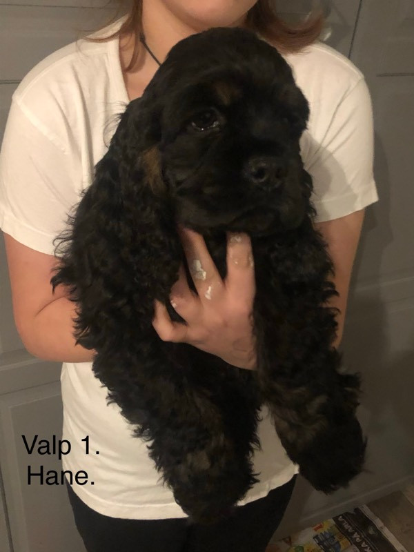Dream Dog's