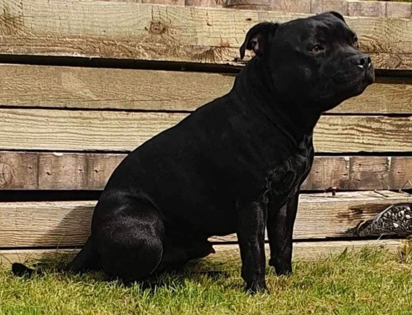 Tattmans kennel