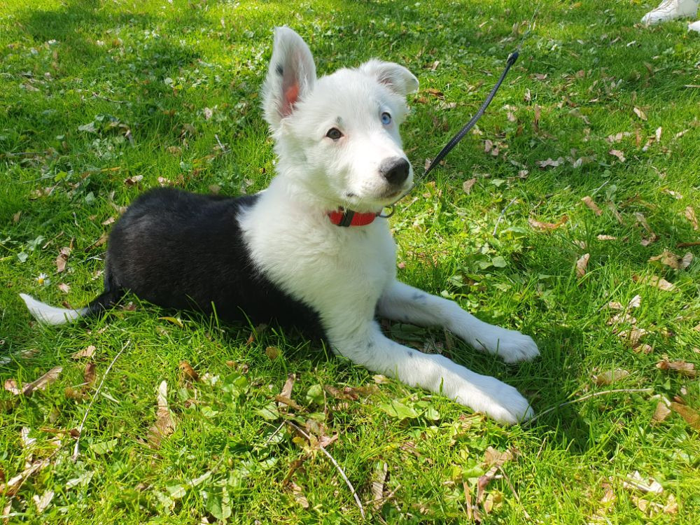 Canis