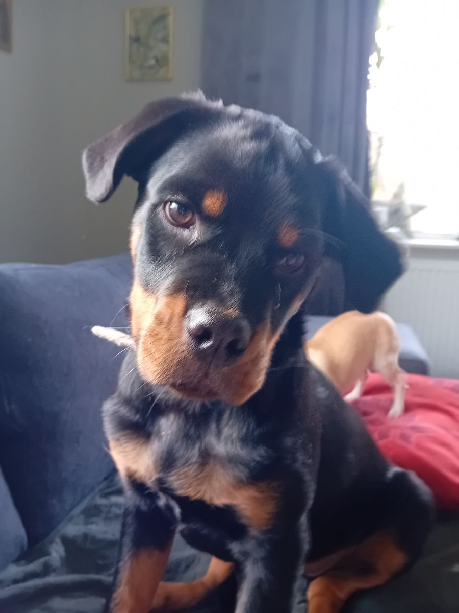 Rottweiler · 2025-08-03 · Svenljunga · Sirpa O.